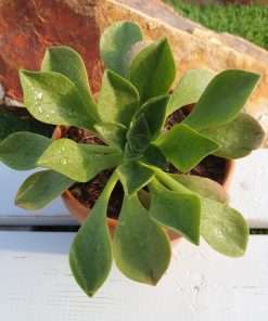 Aeonium Nobile x goochiae