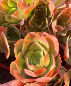 Aeonium Canariense Hyb. (Pink form)