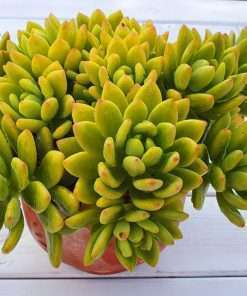 Sedum alice evans