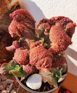 Echeveria arlequin