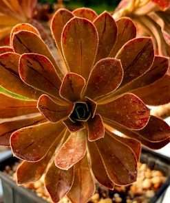 Aeonium x holosphathulatum