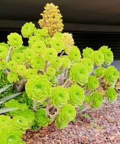 Aeonium ARBOREUM