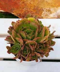 Aeonium x praegeri