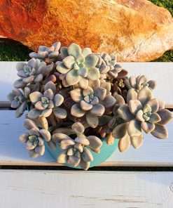 Graptopetalum Ellen