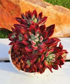 Echeveria Pulvinata 'devotion'