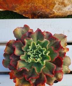 Echeveria Dorothy