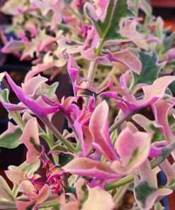 Senecio Articulatus variegated