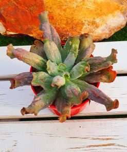 Echeveria culibra