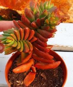 Crassula Ben