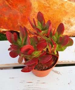 Crassula Platyphylla