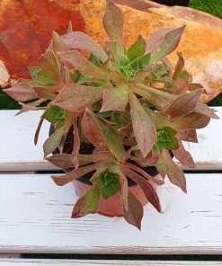 Aeonium Leucoblepharum (silicy form)