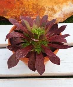 Aeonium Phoenix flame