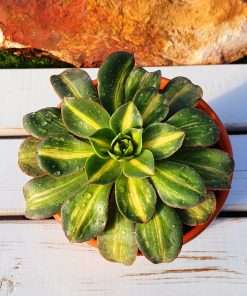 Aeonium Lemon-Lime