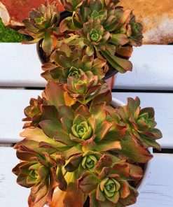 Aeonium coopper beauty