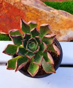 Aeonium APPENDICULATUM