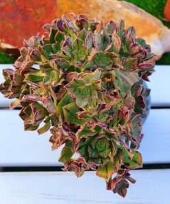 Aeonium MASCAENSE
