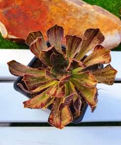Aeonium Arboreum var. rubrolineatum