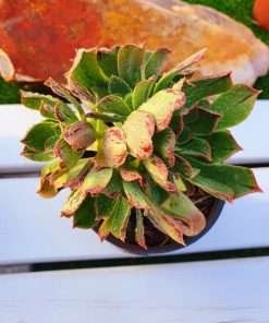 Aeonium LANCEROTTENSE
