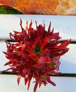 Aeonium Cornish tribute