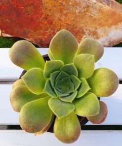 Aeonium CANARIENSE