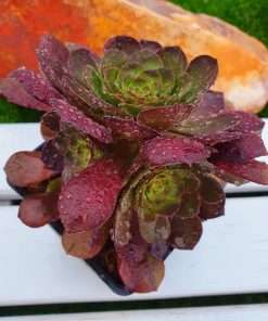 Aeonium Halloween