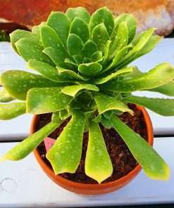 Aeonium KORNELIUSLEMSII