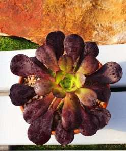 Aeonium Cornish rose