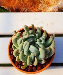 Echeveria Spider