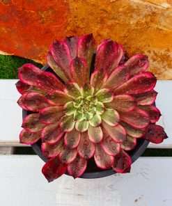 Aeonium Ecstasy