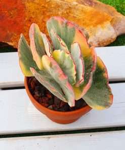 Cotyledon orbiculata var. orbiculata 'mucronata' variegata