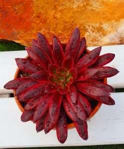 Aeonium black magic variegated