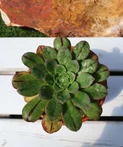 Aeonium LIUI