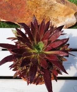 Aeonium firecrackers