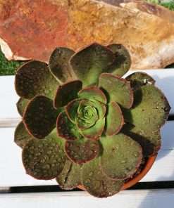 Aeonium DAVIDBRAMWELLII