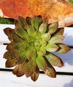 Aeonium Arboreum var. vestitum
