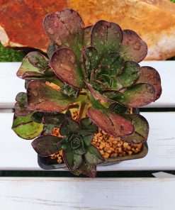Aeonium CILIATUM