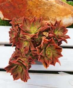 Aeonium LEUCOBLEPHARUM