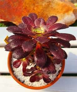 Aeonium Plum purdy