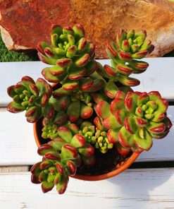 Sedum lucidum obesum