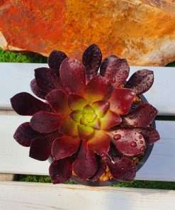 Aeonium Deep purple