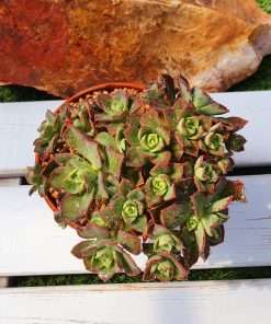 Aeonium GOMERENSE (small form)