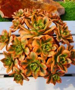 Aeonium florenses