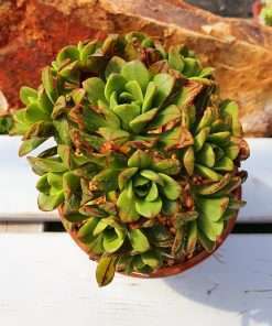 Aeonium x buchardii