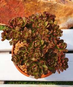 Aeonium x cilifolium
