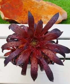 Aeonium Logan rock