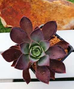 Aeonium ESCOBARII