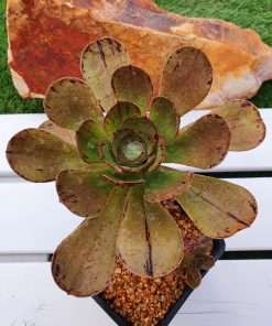 Aeonium UNDULATUM