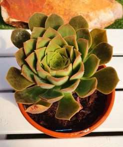 Aeonium Urbicum var. meridionale