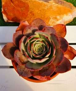 Aeonium HIERRENSE ex. Hierro