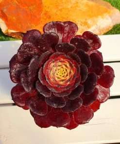 Aeonium Morticia